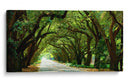 Canopy Road Panorama I - James McLoughlin | Cuadro decorativo de Canvas Lab
