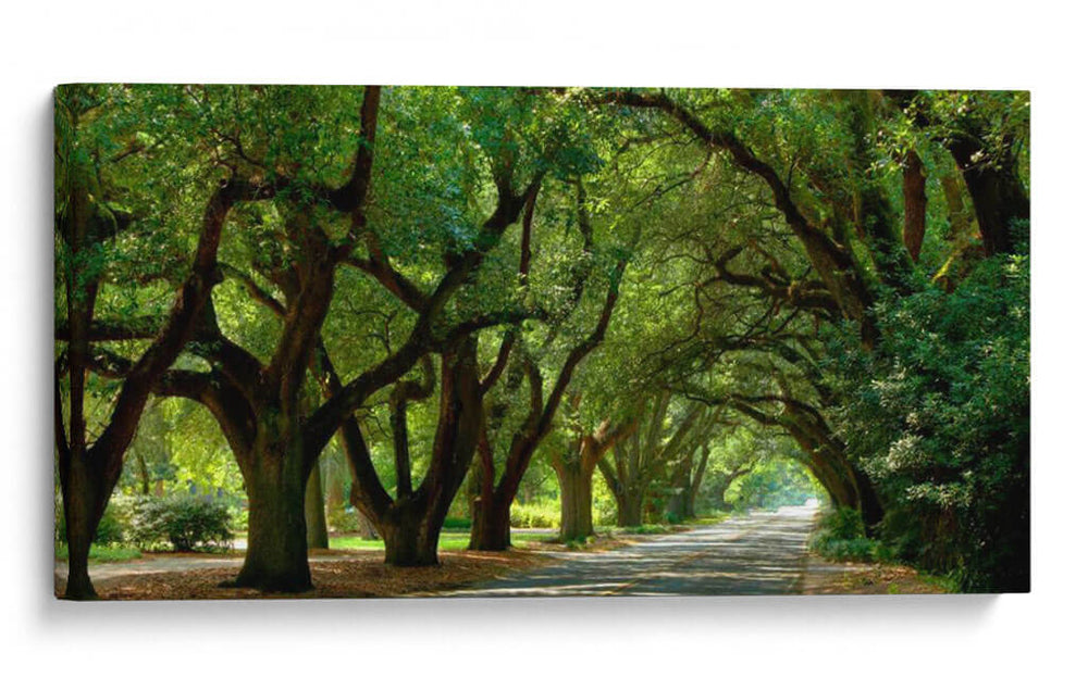 Canopy Road Panorama Ii - James McLoughlin | Cuadro decorativo de Canvas Lab