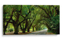 Canopy Road Panorama Ii - James McLoughlin | Cuadro decorativo de Canvas Lab