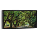 Canopy Road Panorama Ii - James McLoughlin | Cuadro decorativo de Canvas Lab