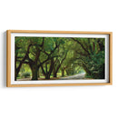 Canopy Road Panorama Ii - James McLoughlin | Cuadro decorativo de Canvas Lab