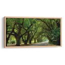 Canopy Road Panorama Ii - James McLoughlin | Cuadro decorativo de Canvas Lab