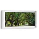 Canopy Road Panorama Ii - James McLoughlin | Cuadro decorativo de Canvas Lab