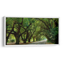 Canopy Road Panorama Ii - James McLoughlin | Cuadro decorativo de Canvas Lab