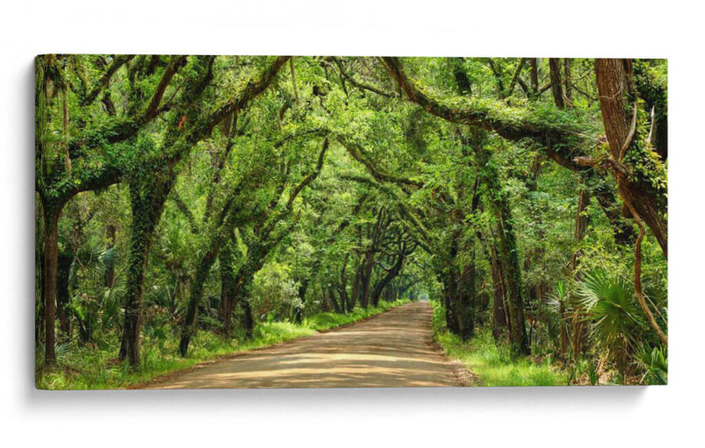Canopy Road Panorama Iii - James McLoughlin | Cuadro decorativo de Canvas Lab