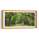 Canopy Road Panorama Iii - James McLoughlin | Cuadro decorativo de Canvas Lab