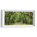 Canopy Road Panorama Iii - James McLoughlin | Cuadro decorativo de Canvas Lab