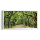 Canopy Road Panorama Iii - James McLoughlin | Cuadro decorativo de Canvas Lab