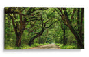 Canopy Road Panorama Iv - James McLoughlin | Cuadro decorativo de Canvas Lab
