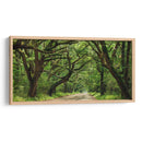 Canopy Road Panorama Iv - James McLoughlin | Cuadro decorativo de Canvas Lab