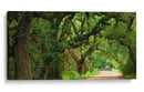 Canopy Road Panorama V - James McLoughlin | Cuadro decorativo de Canvas Lab