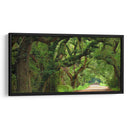 Canopy Road Panorama V - James McLoughlin | Cuadro decorativo de Canvas Lab