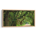 Canopy Road Panorama V - James McLoughlin | Cuadro decorativo de Canvas Lab