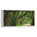 Canopy Road Panorama V - James McLoughlin | Cuadro decorativo de Canvas Lab