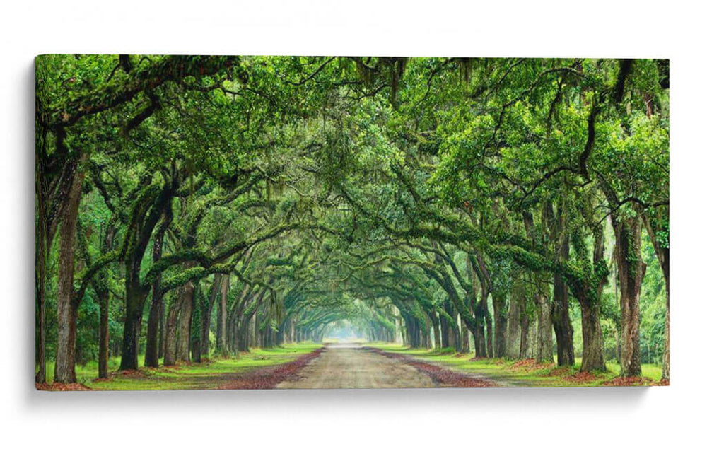 Canopy Road Panorama Vi - James McLoughlin | Cuadro decorativo de Canvas Lab
