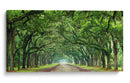 Canopy Road Panorama Vi - James McLoughlin | Cuadro decorativo de Canvas Lab