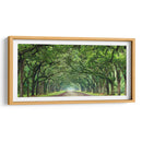 Canopy Road Panorama Vi - James McLoughlin | Cuadro decorativo de Canvas Lab