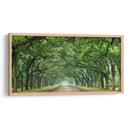 Canopy Road Panorama Vi - James McLoughlin | Cuadro decorativo de Canvas Lab