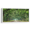 Canopy Road Panorama Vi - James McLoughlin | Cuadro decorativo de Canvas Lab