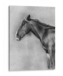 Retrato Equino De Carbón Ii - Gerard Paul Deshayes | Cuadro decorativo de Canvas Lab