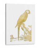 Parrot De Lámina De Oro I - Edwards | Cuadro decorativo de Canvas Lab