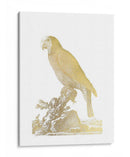 Parrot De Lámina De Oro Ii - Edwards | Cuadro decorativo de Canvas Lab