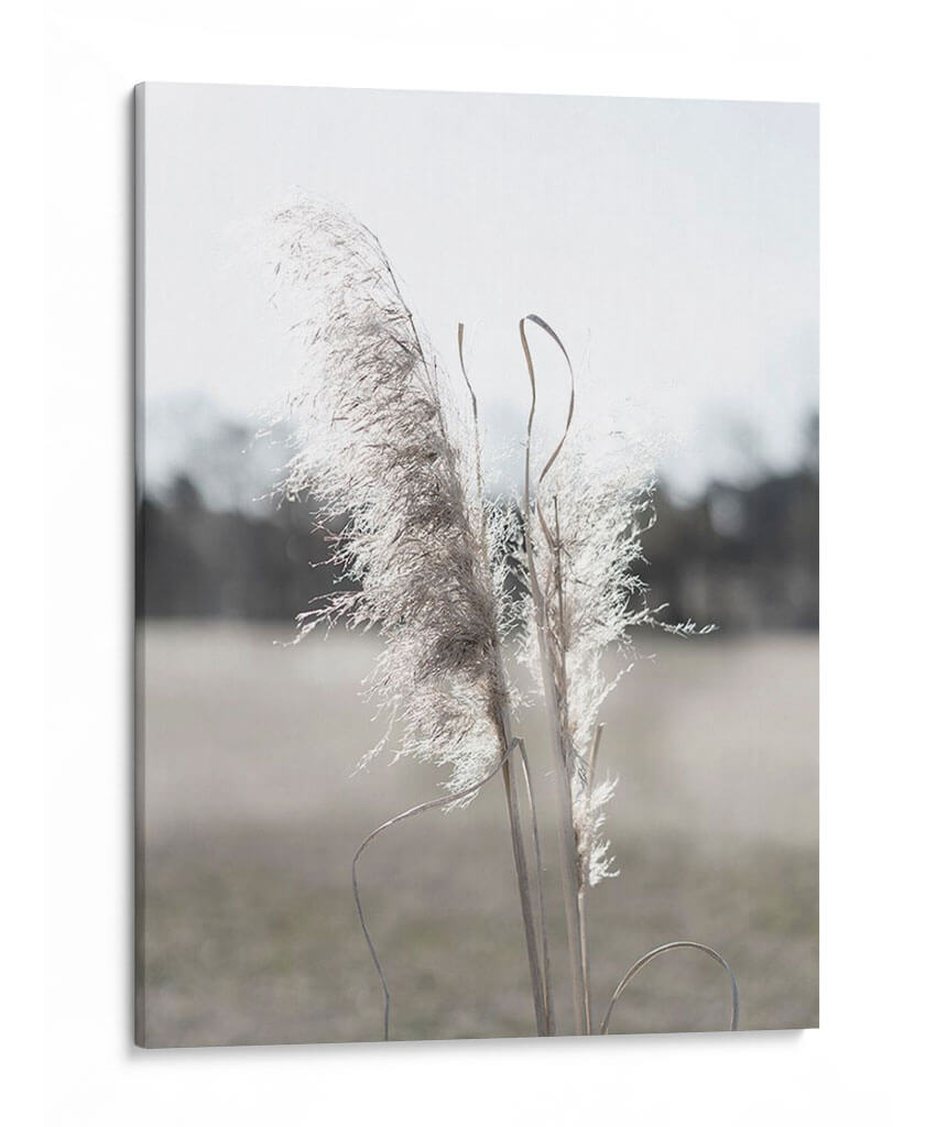 Pampas Etéreas I - Jason Johnson | Cuadro decorativo de Canvas Lab