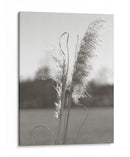 Pampas Etéreas Iii - Jason Johnson | Cuadro decorativo de Canvas Lab
