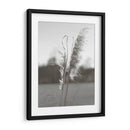 Pampas Etéreas Iii - Jason Johnson | Cuadro decorativo de Canvas Lab