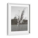 Pampas Etéreas Iii - Jason Johnson | Cuadro decorativo de Canvas Lab