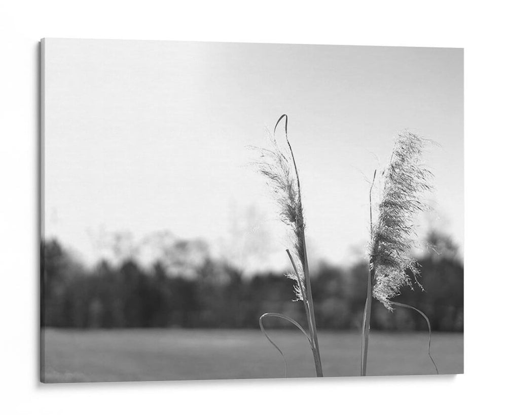 Pampas Ethereal Vii - Jason Johnson | Cuadro decorativo de Canvas Lab
