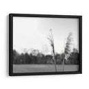Pampas Ethereal Vii - Jason Johnson | Cuadro decorativo de Canvas Lab