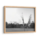 Pampas Ethereal Vii - Jason Johnson | Cuadro decorativo de Canvas Lab