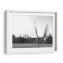 Pampas Ethereal Vii - Jason Johnson | Cuadro decorativo de Canvas Lab