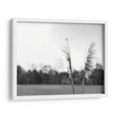 Pampas Ethereal Vii - Jason Johnson | Cuadro decorativo de Canvas Lab