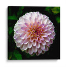 Maravilla | Cuadro decorativo de Canvas Lab