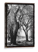 Sombra De Verano Iii - Laura DeNardo | Cuadro decorativo de Canvas Lab