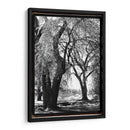 Sombra De Verano Iii - Laura DeNardo | Cuadro decorativo de Canvas Lab