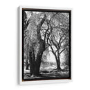 Sombra De Verano Iii - Laura DeNardo | Cuadro decorativo de Canvas Lab