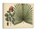 Palma Antigua Brasileña - William Henry Brown | Cuadro decorativo de Canvas Lab