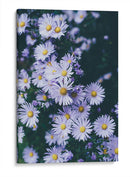 Margaritas lila | Cuadro decorativo de Canvas Lab