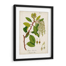 Antiguo Vegetación Iii | Cuadro decorativo de Canvas Lab