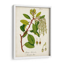 Antiguo Vegetación Iii | Cuadro decorativo de Canvas Lab