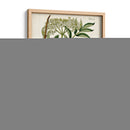 Antiguo Vegetación V | Cuadro decorativo de Canvas Lab