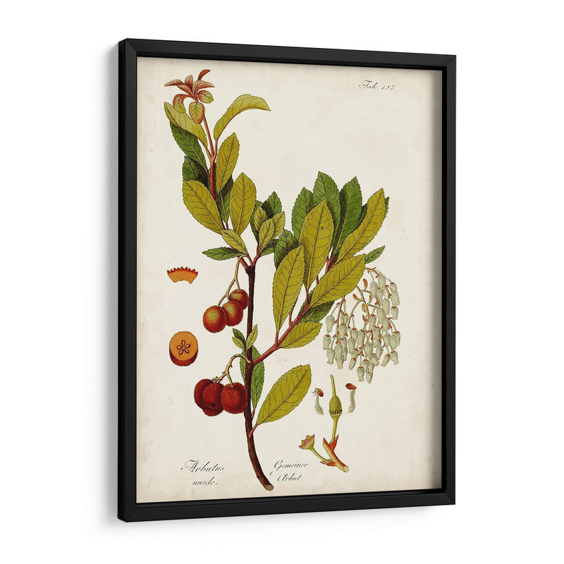 Antiguo Vegetación Vi | Cuadro decorativo de Canvas Lab