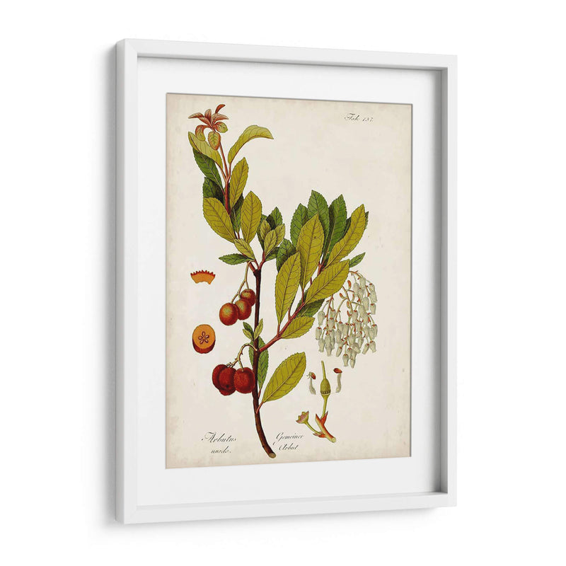 Antiguo Vegetación Vi | Cuadro decorativo de Canvas Lab