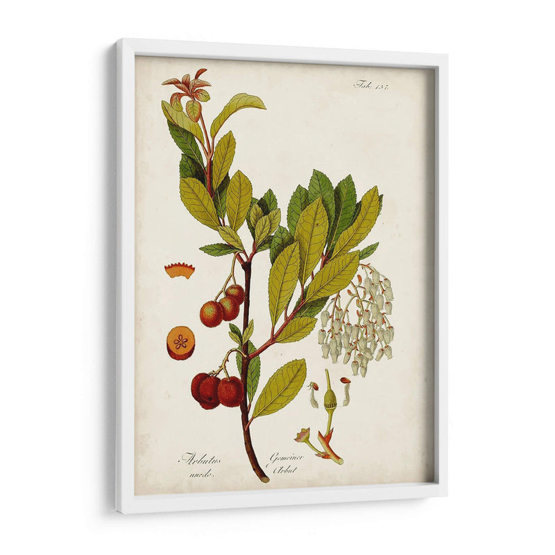 Antiguo Vegetación Vi | Cuadro decorativo de Canvas Lab