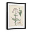 Hierbas Antiguas I | Cuadro decorativo de Canvas Lab