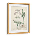 Hierbas Antiguas I | Cuadro decorativo de Canvas Lab