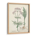 Hierbas Antiguas I | Cuadro decorativo de Canvas Lab